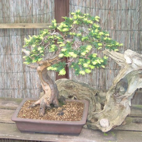 Qi Gong con gli alberi - bonsai